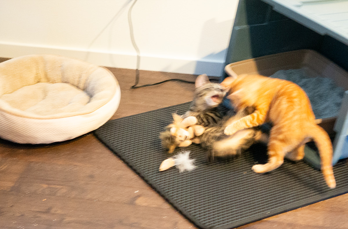 Jenny trying to take Mufasa from Jake