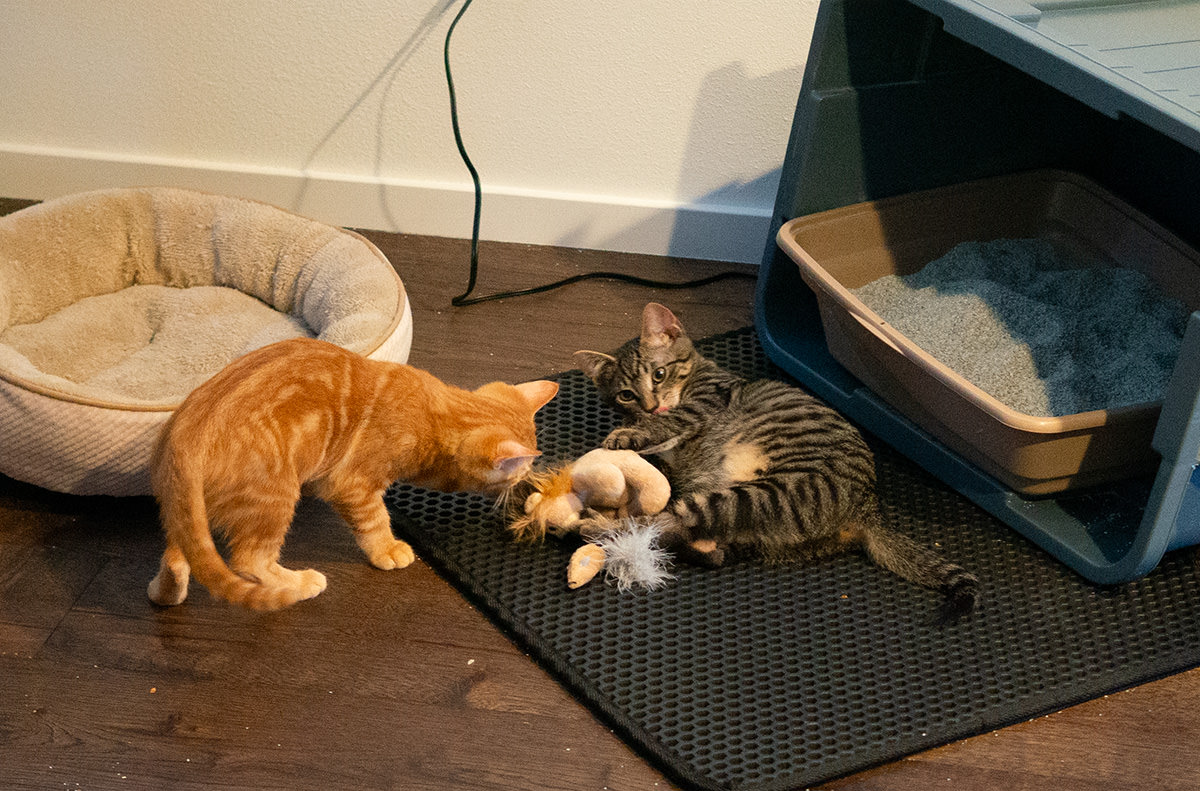 Jenny trying to take Mufasa from Jake