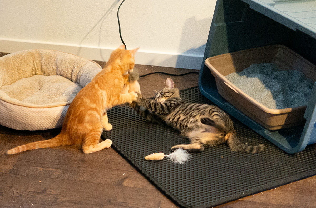 Jenny trying to take Mufasa from Jake