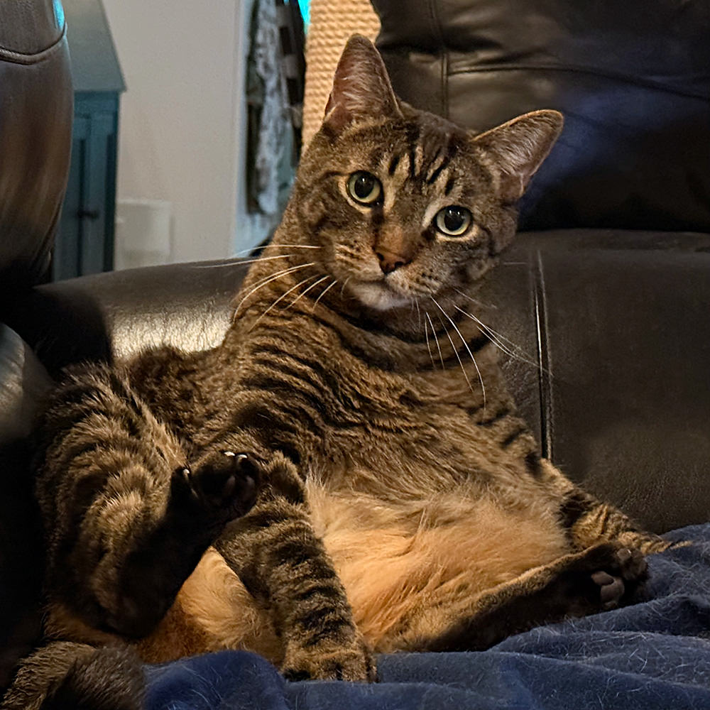 Jake sitting upright and looking at me.