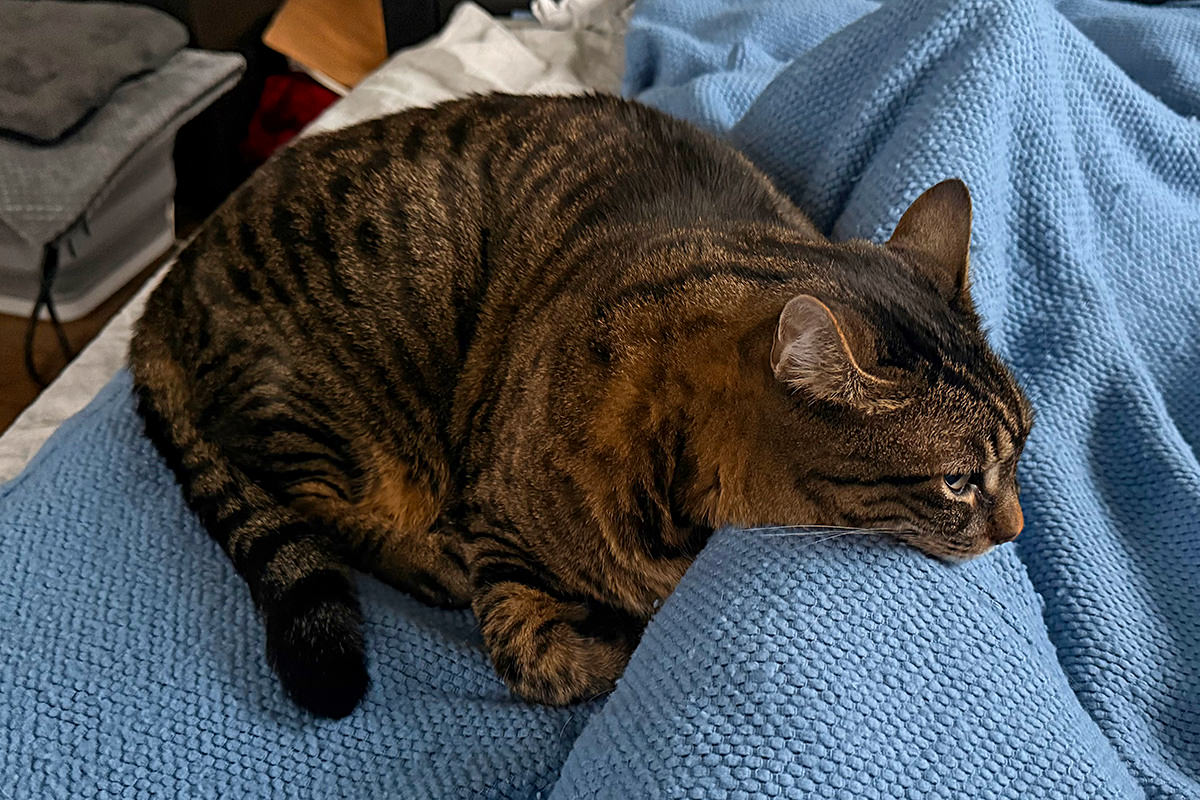 Jake laying with his chin across my legs.