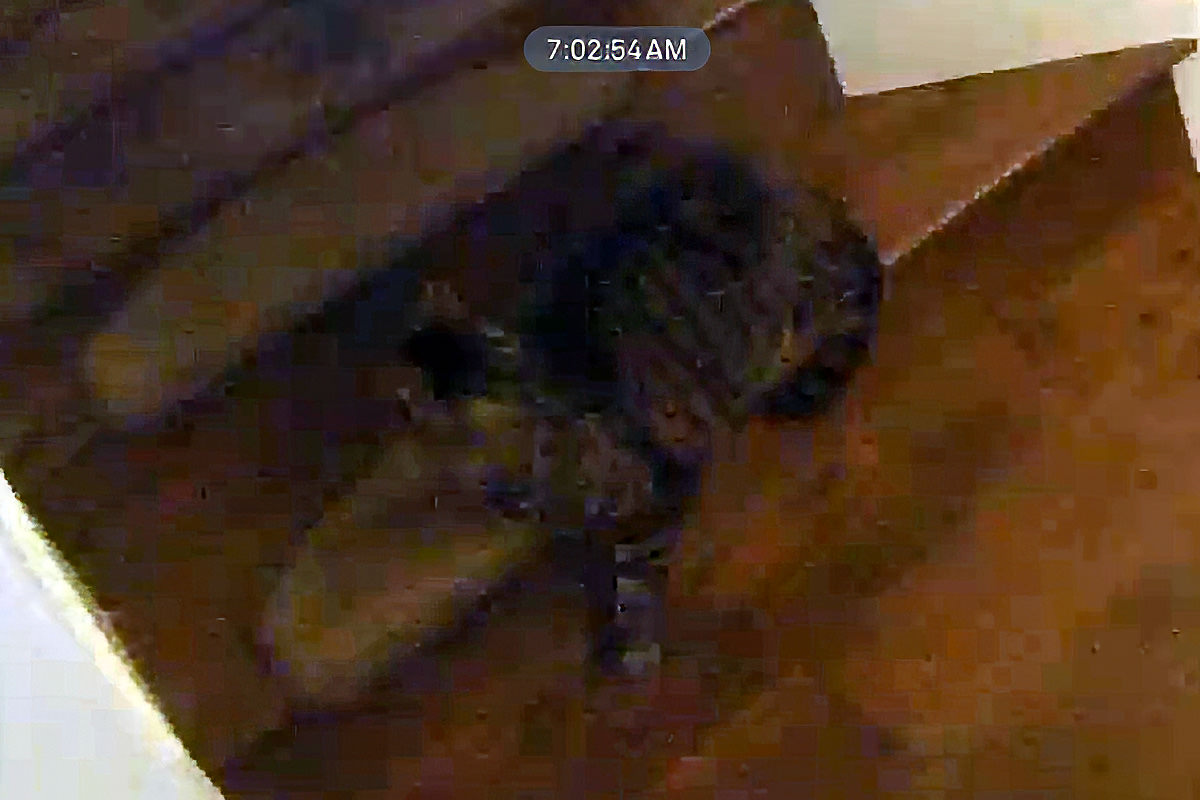 Jake on the bottom step at 7:02am