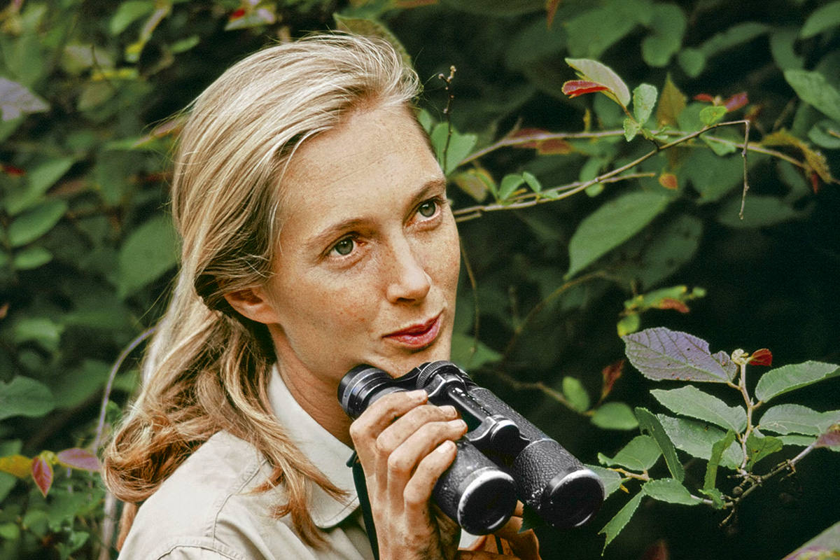 Jane Goodall