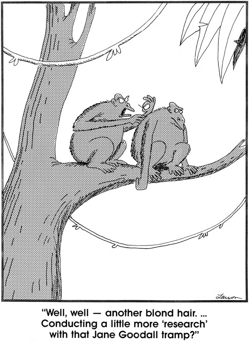 The Far Side cartoon where a female ape is cleaning her husband ape's fur and says... Well, well - another blond hair. Conducting a little more 'research' with that Jane Goodall tramp?