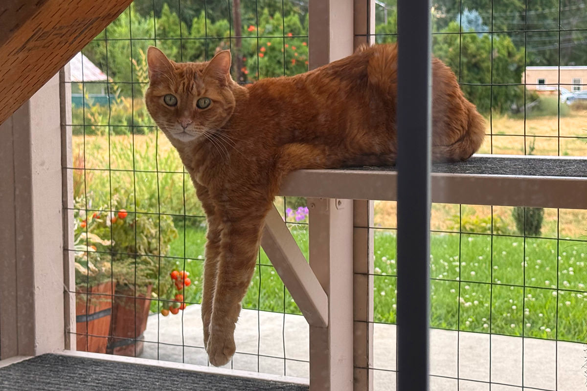 Jenny hanging out in the catio, her front legs dangling off the cat shelf as she stares at me.