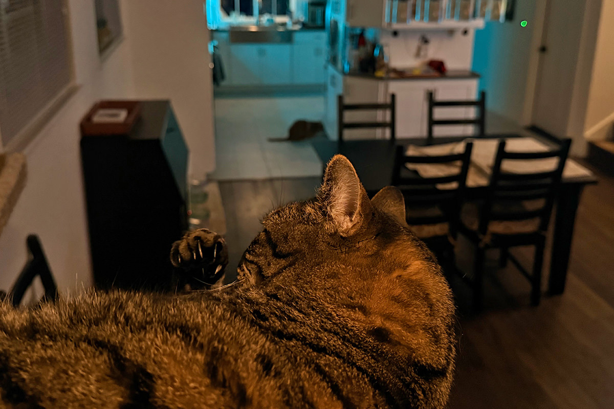 Standing behind Jake on the cat tree watching Jenny drink in the kitchen.