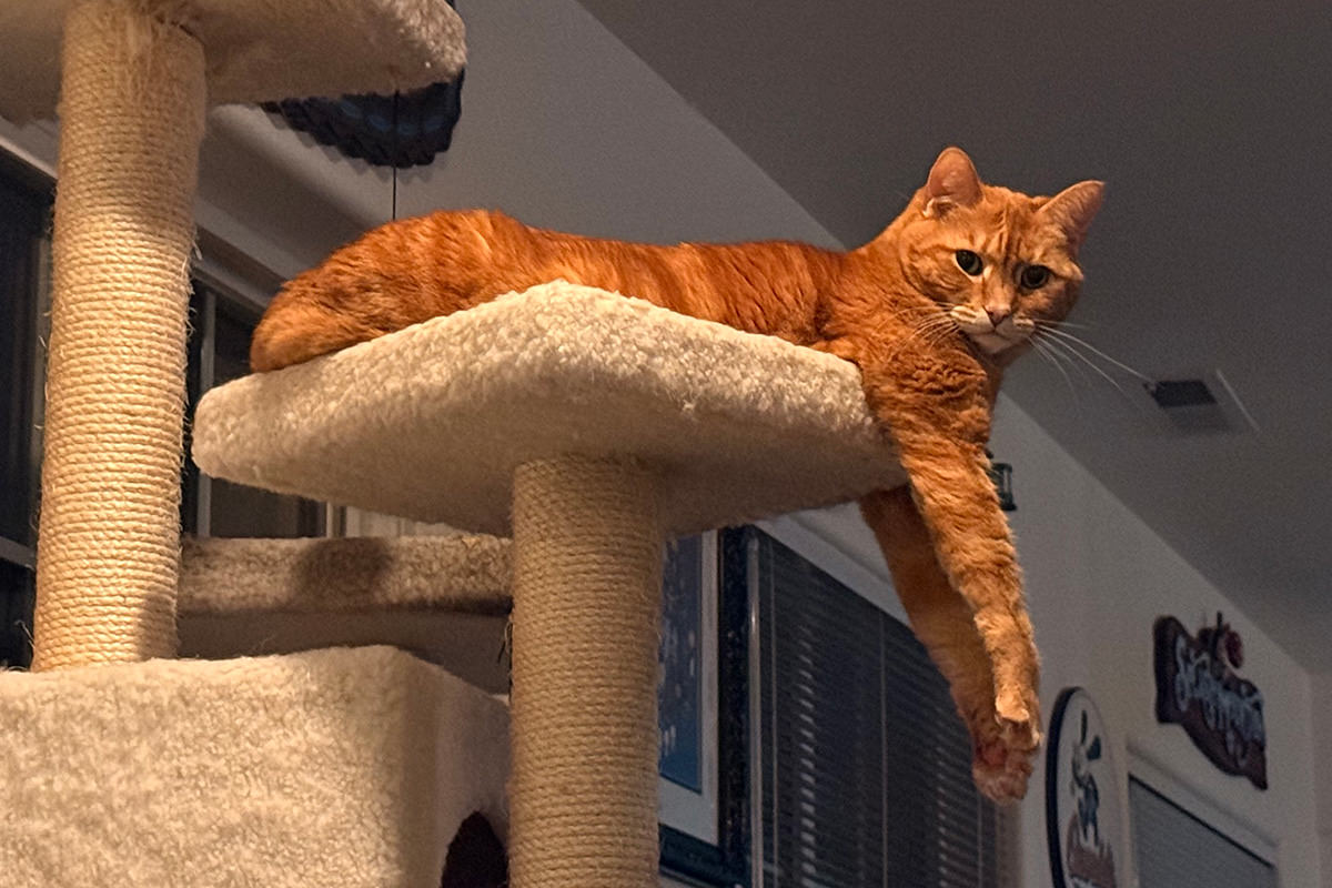 Jenny hanging off the cat tree.