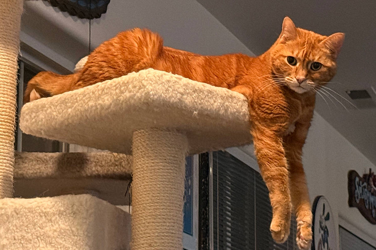 Jenny turned to look at me, hanging off the cat tree.