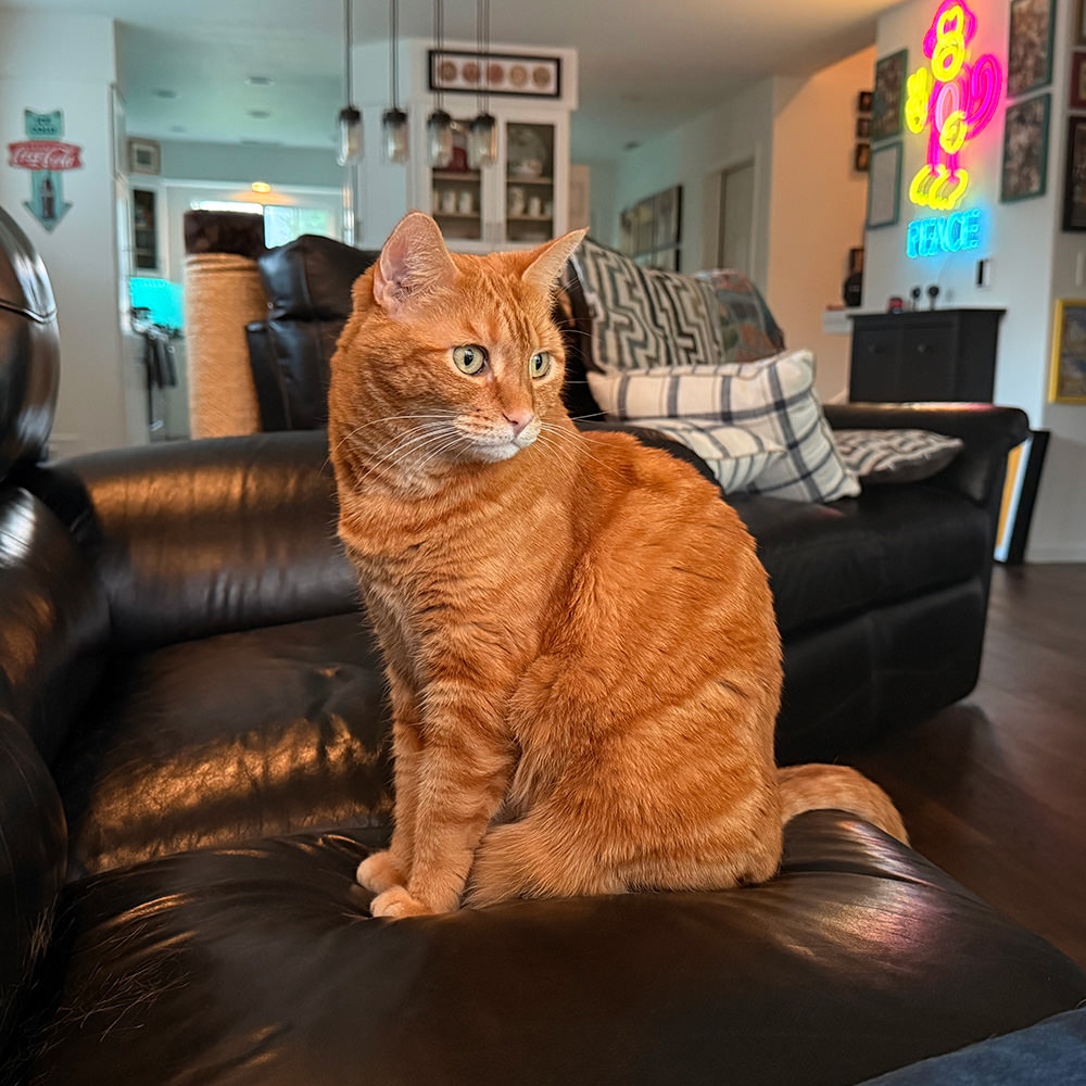 Jenny on the couch watching Jake and Rusty go at it.