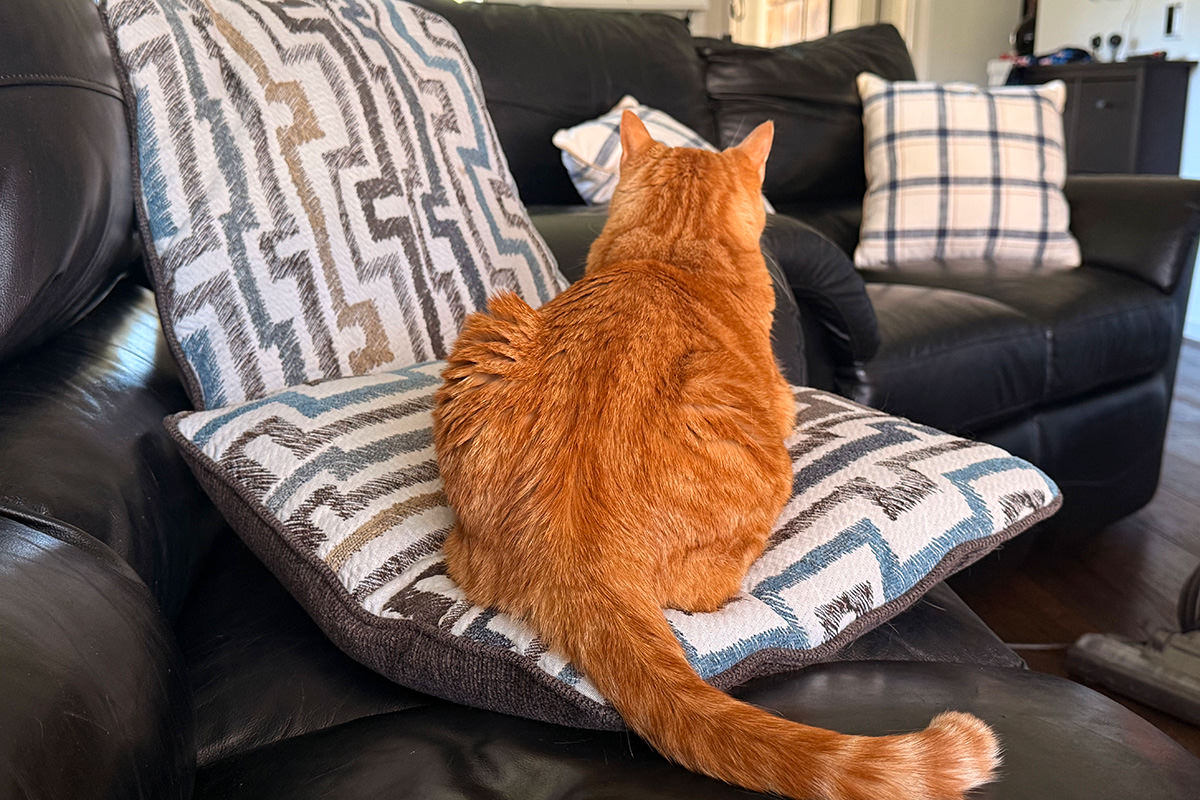 Jenny laying on a couch pillow.