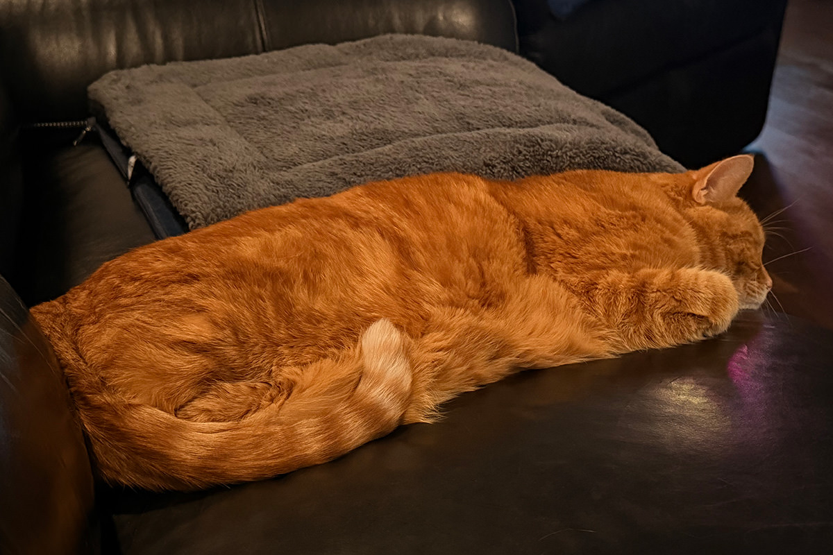 Jenny sleeping in a crack between the couch cushions.