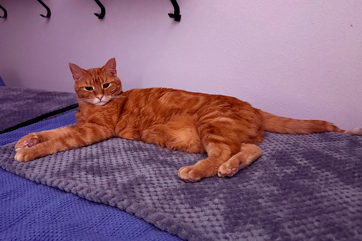 Jenny on the warming pad.