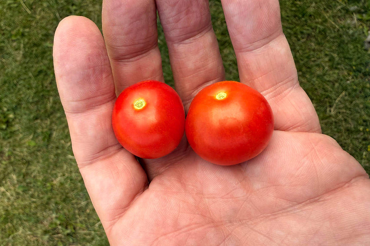 Two cherry tomatoes in my hand!