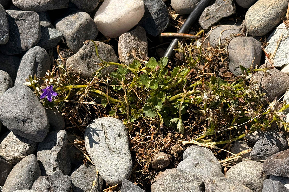 Mostly dead little purple flower plant.!