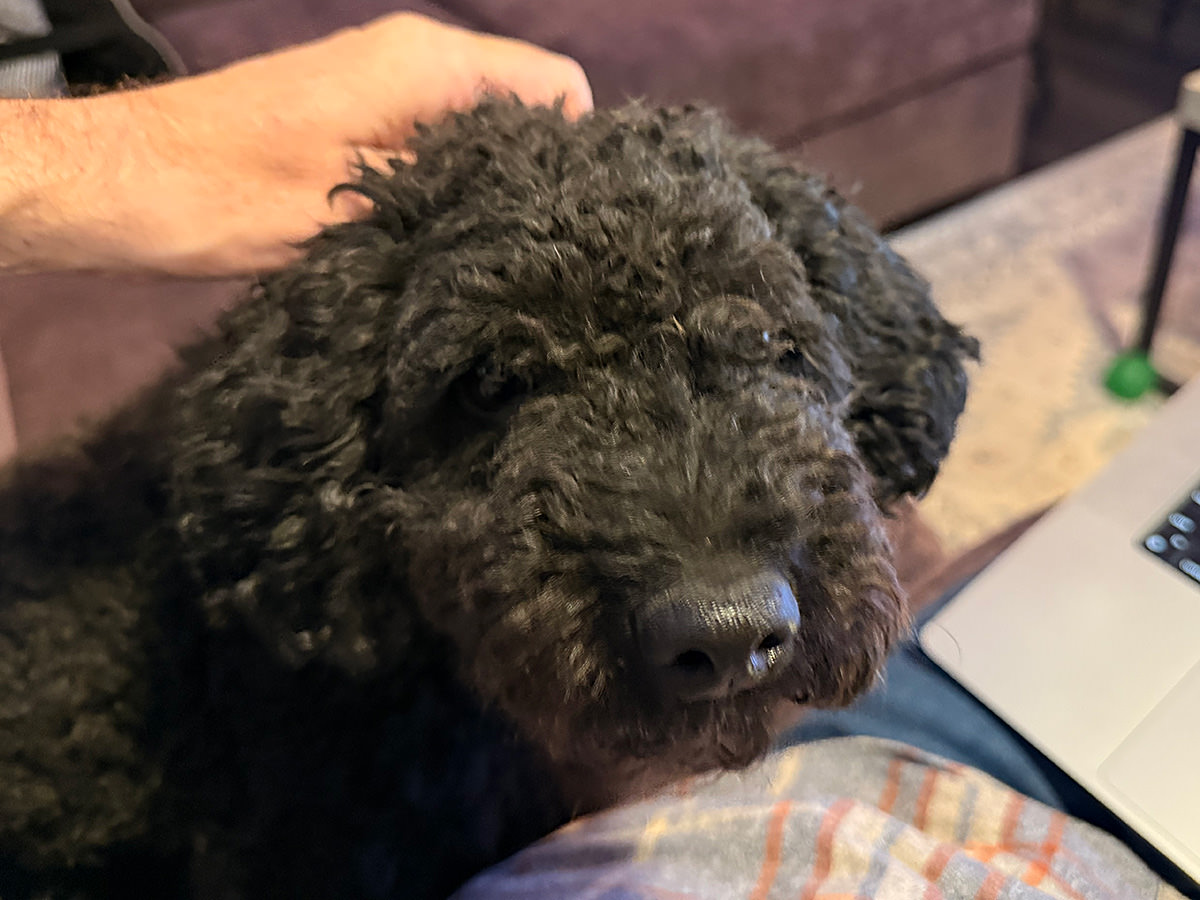 Poodle Lap Dog