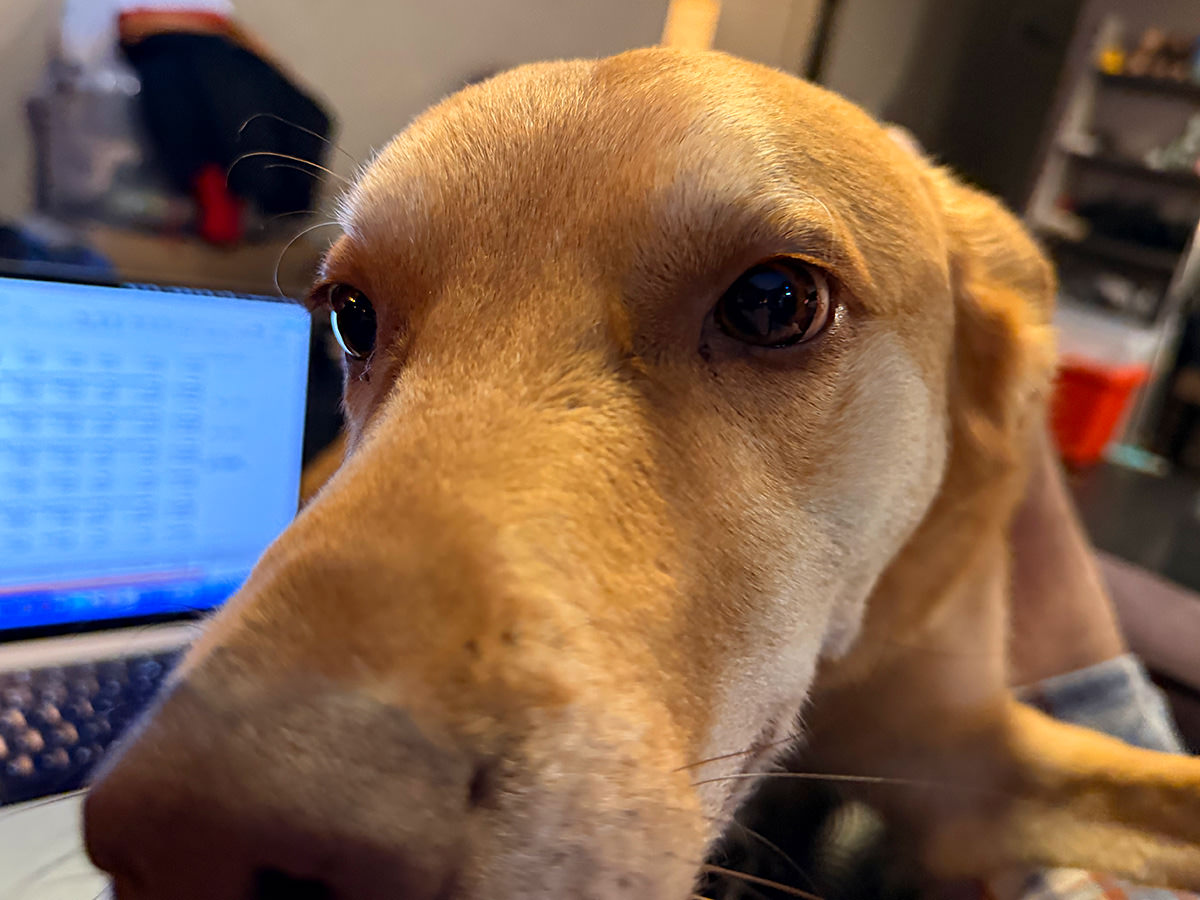 Big golden lab in my face!