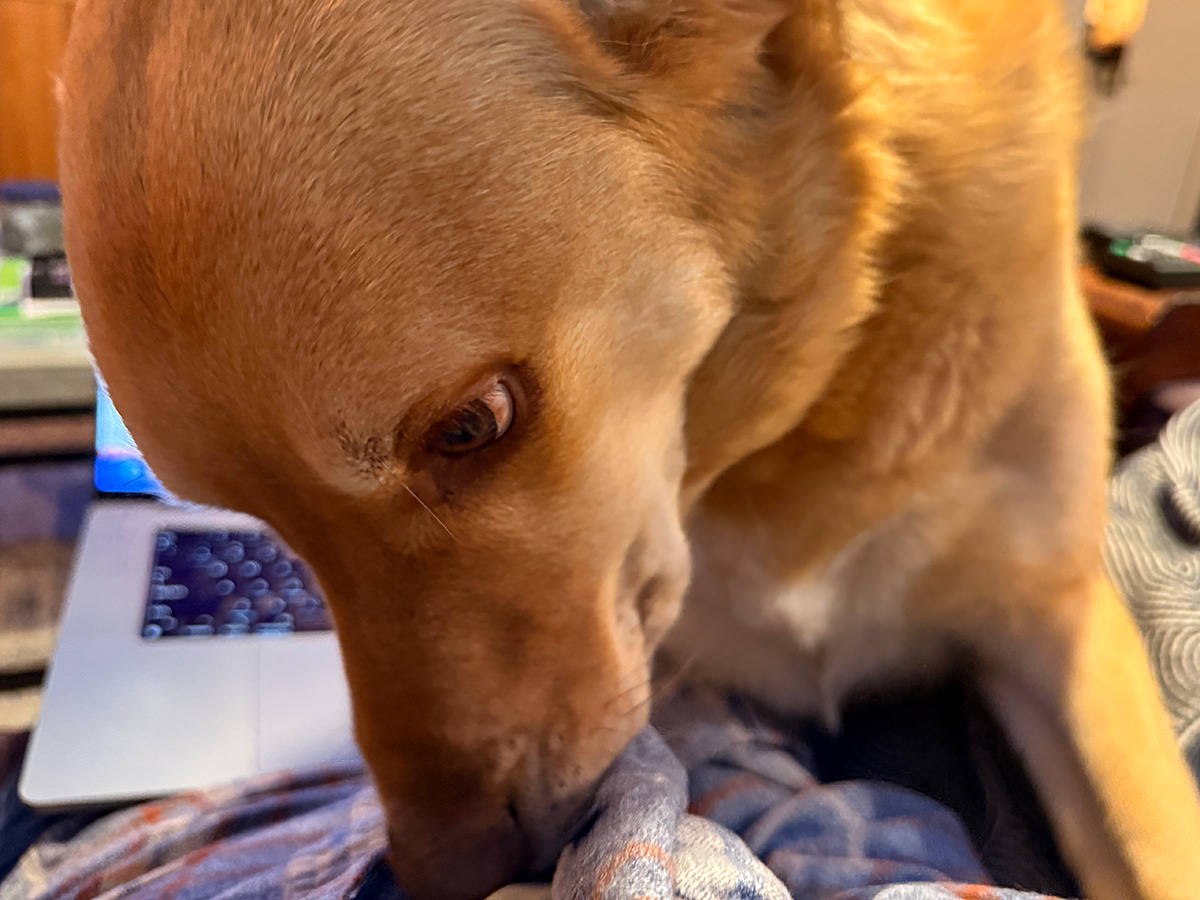 Big golden lab in my shirt!