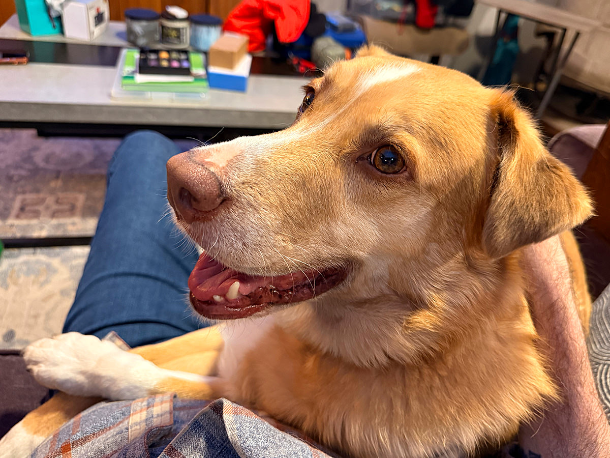 Puppy across my lap.