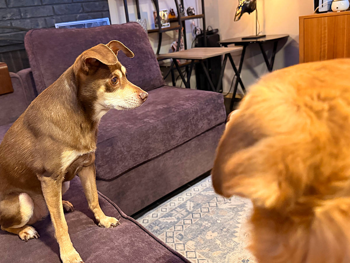 Asher waiting her turn for lap pets.