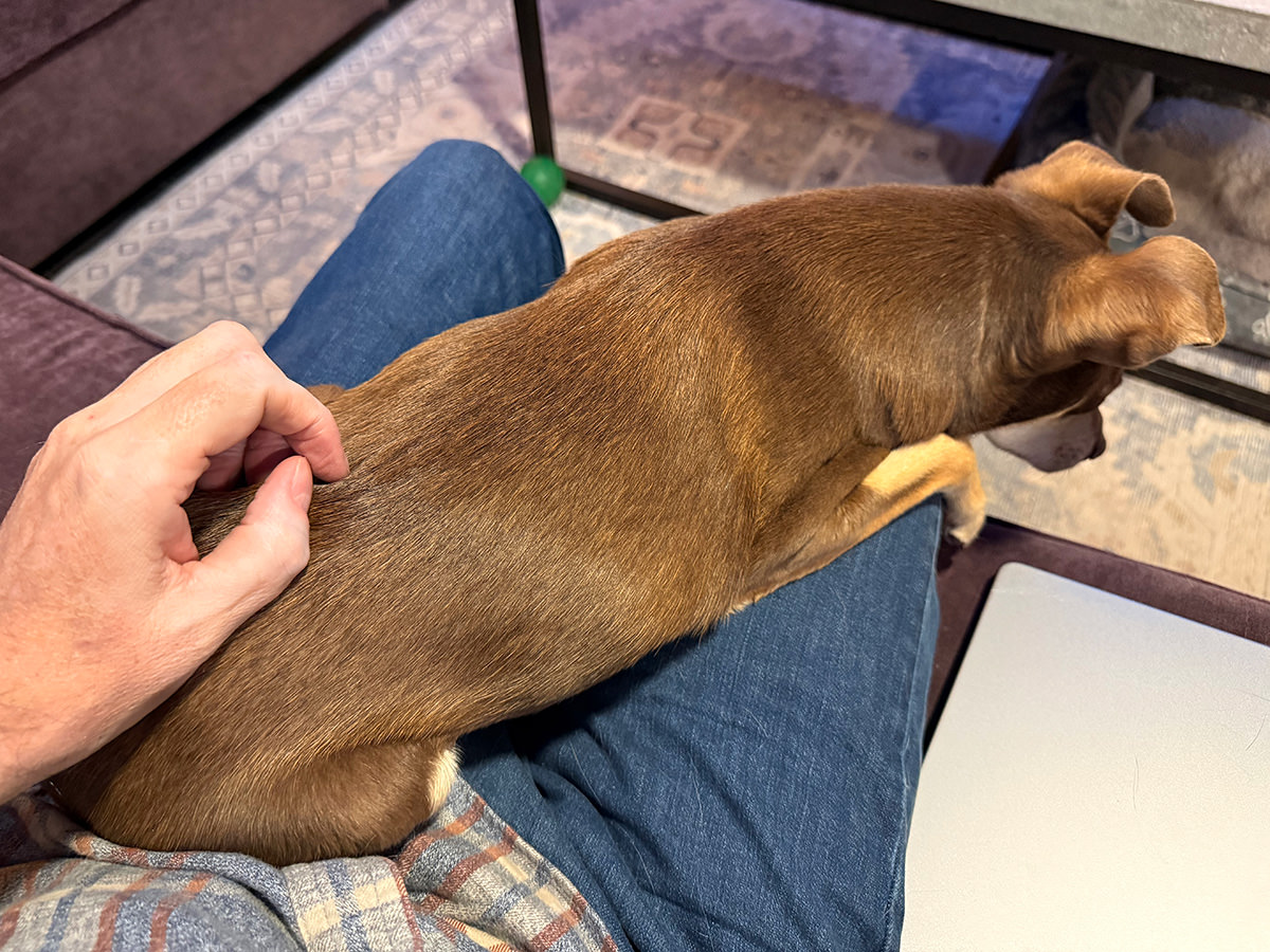 Asher laying across my lap for pets.