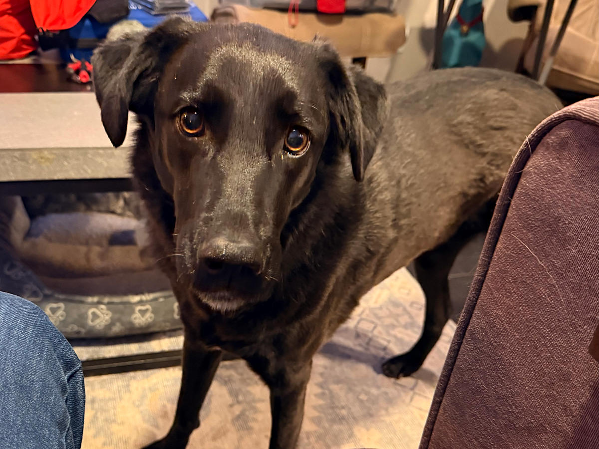 Big golden lab in my face!