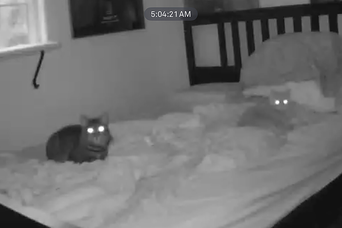 Jake and Jenny with glowing eyes looking at the security camera.
