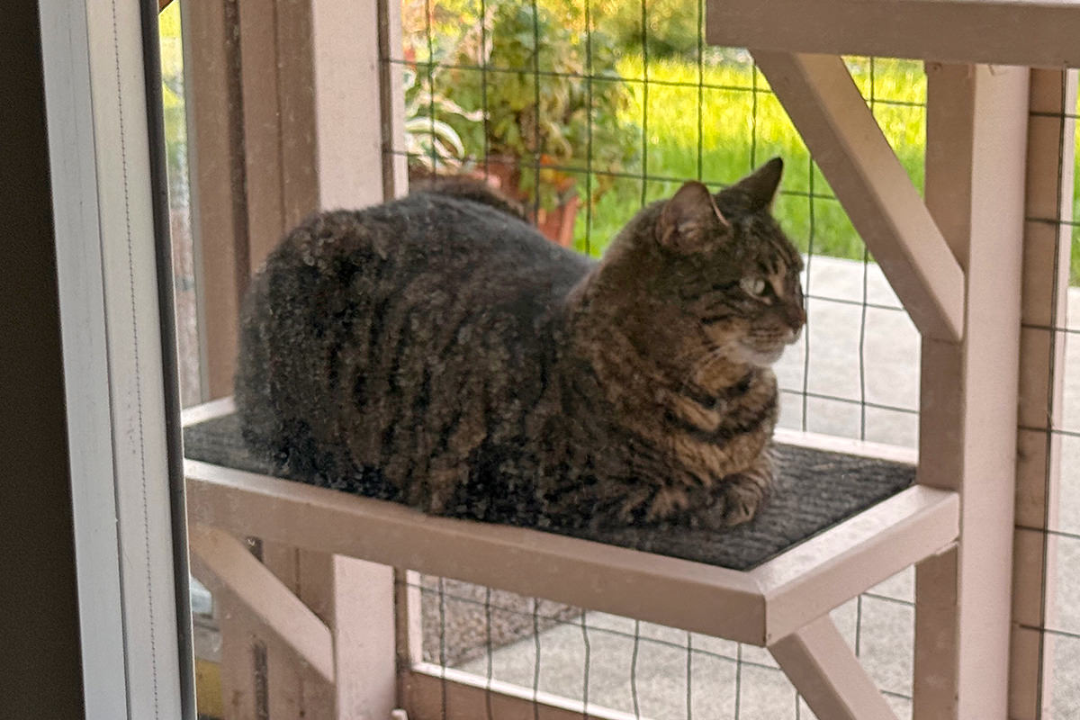 Jake out in the catio.