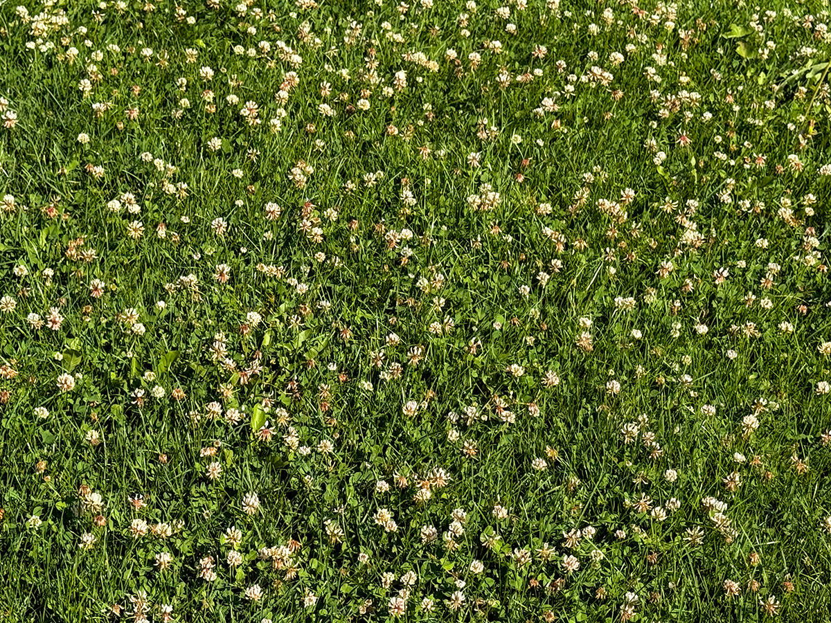 My Front Yard Clover