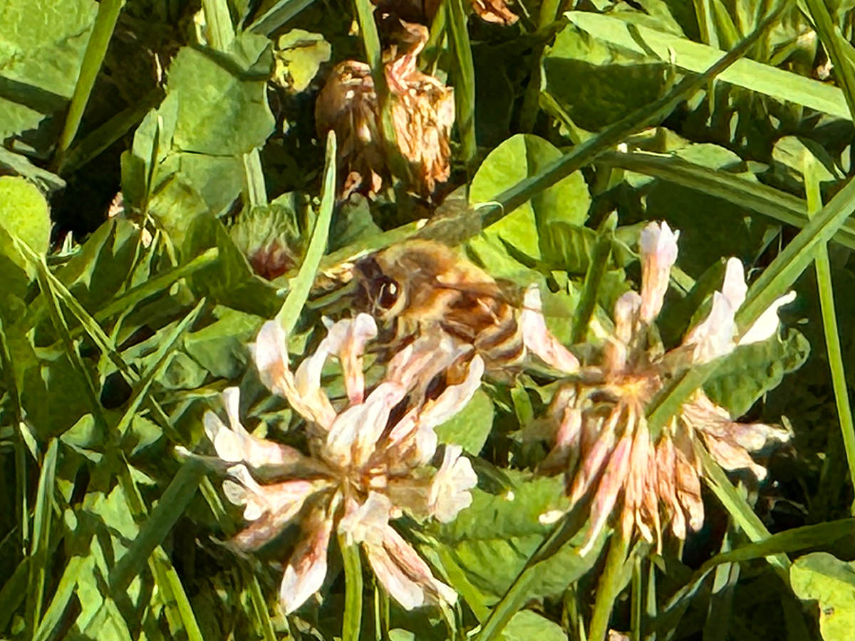 A Honey Bee in My Front Yard Clover