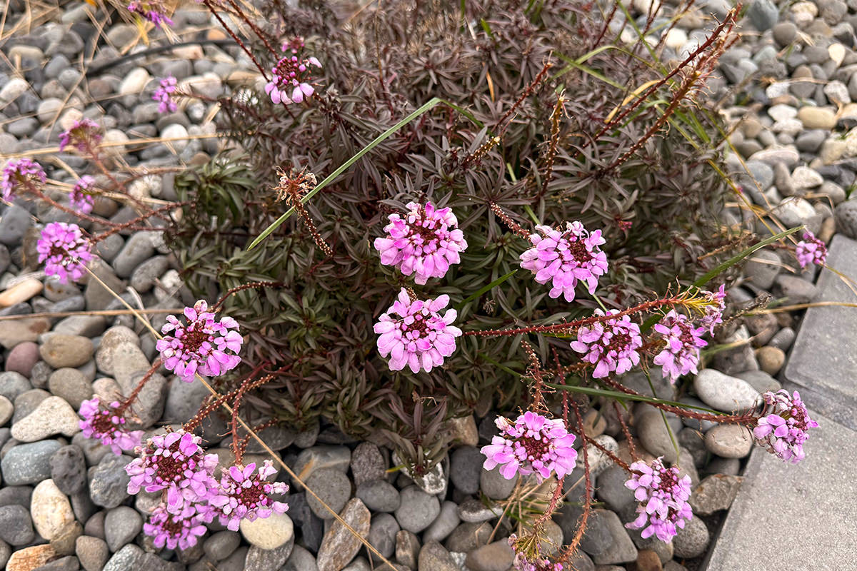 Fulle-on purple flowers!