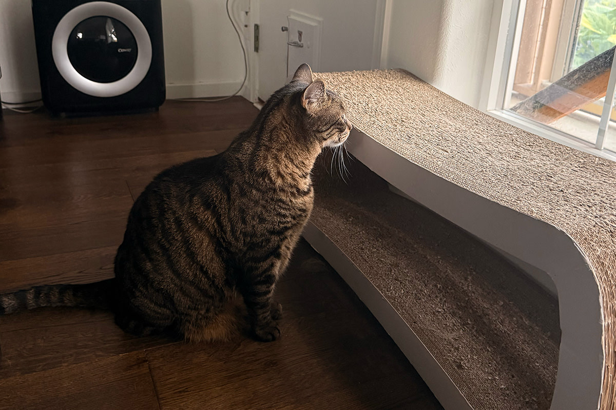 Jake lookig outside and upset he can't go out because the catio door is blocked.