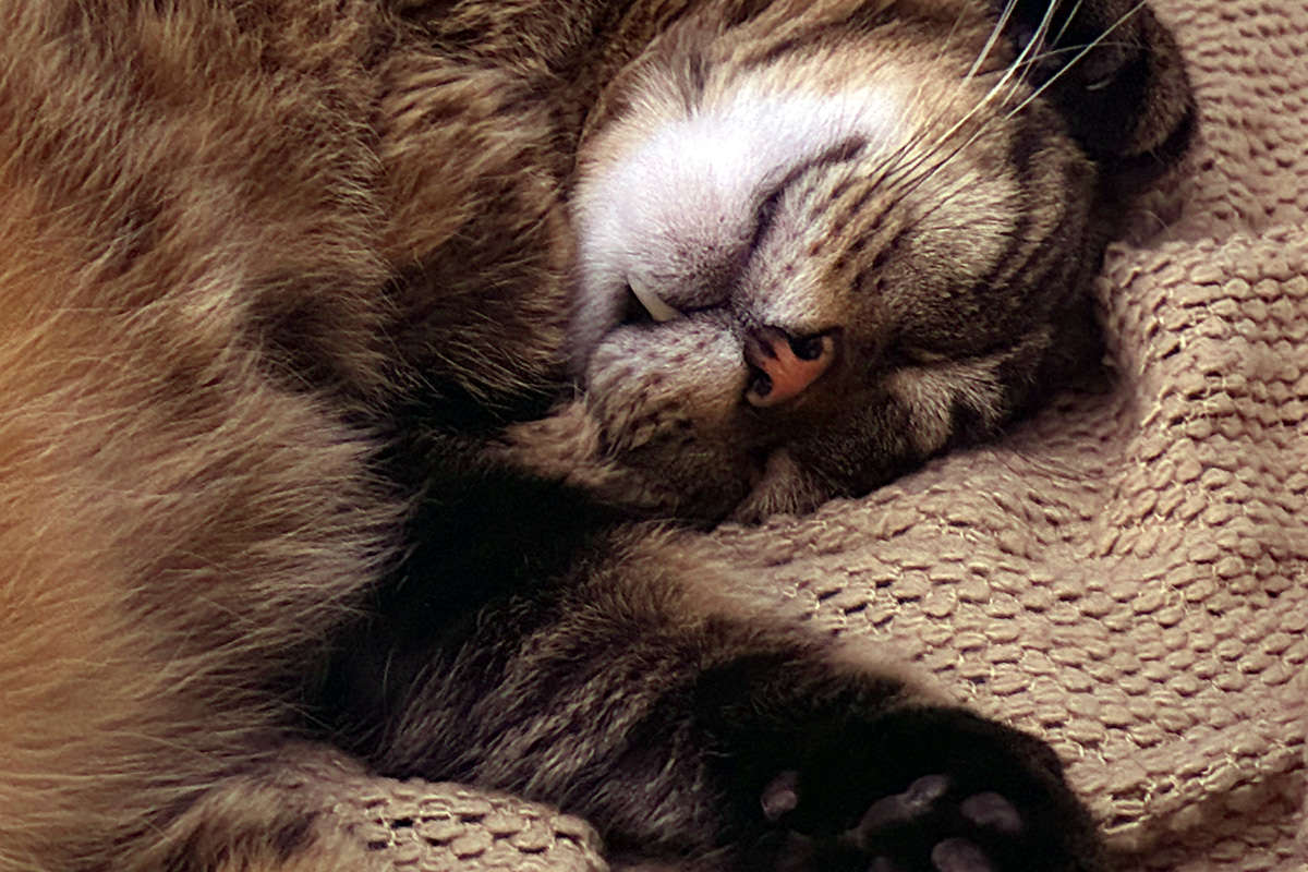 Jake with his snaggletooth hanging out of his mouth.