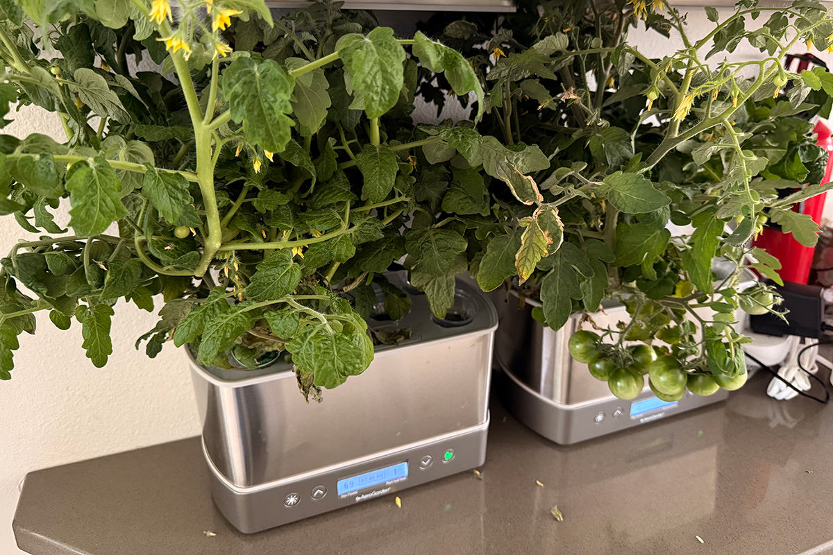 My cherry tomato plants too tall for my indoor garden.
