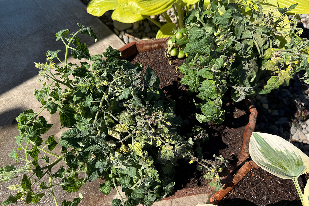 My cherry tomato plants outside.
