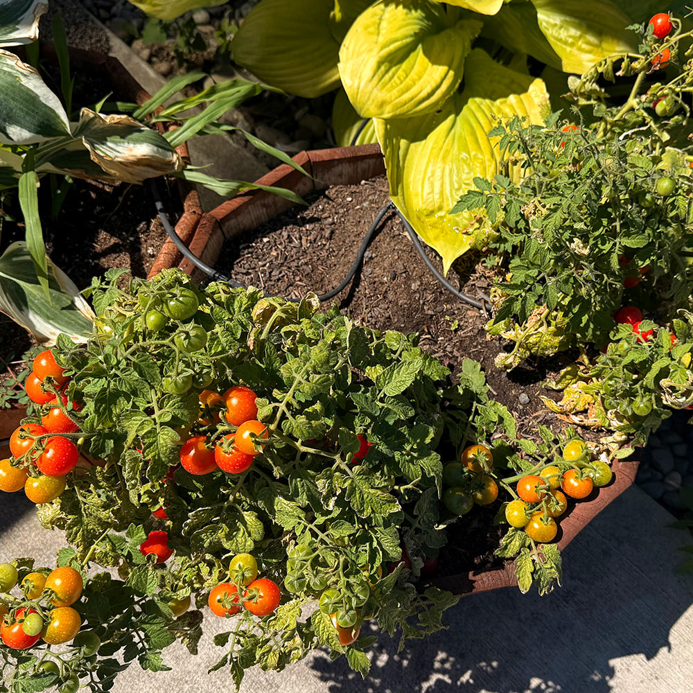 Tomatoes on the vine