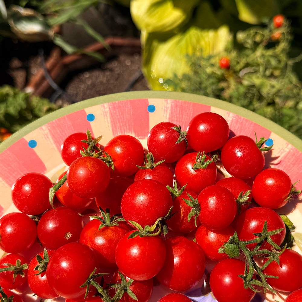 Tomatoes on the plate