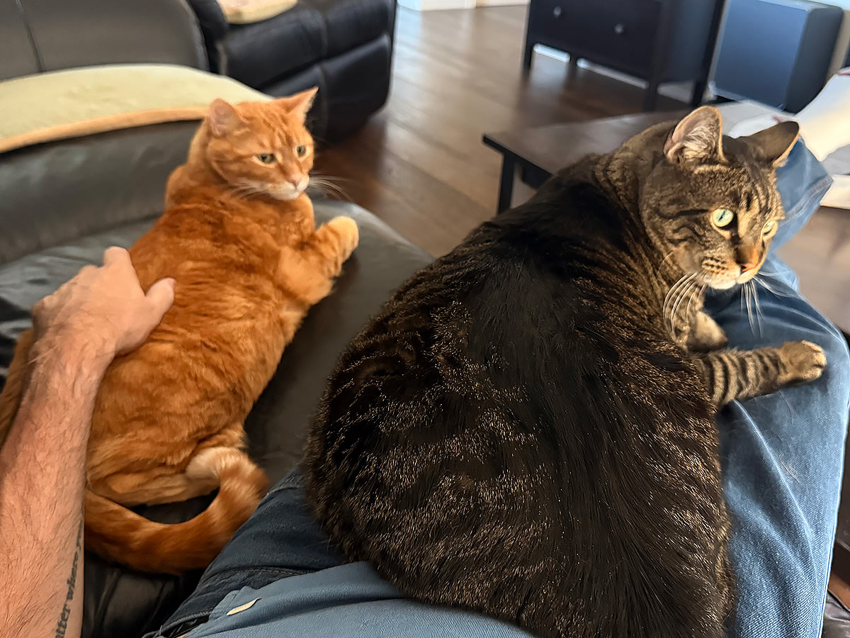 Jake and Jenny all over me while I sit on the couch.
