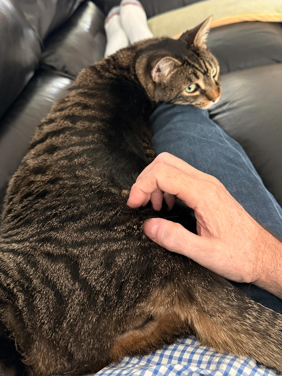 Jake laying on my legs looking attached.