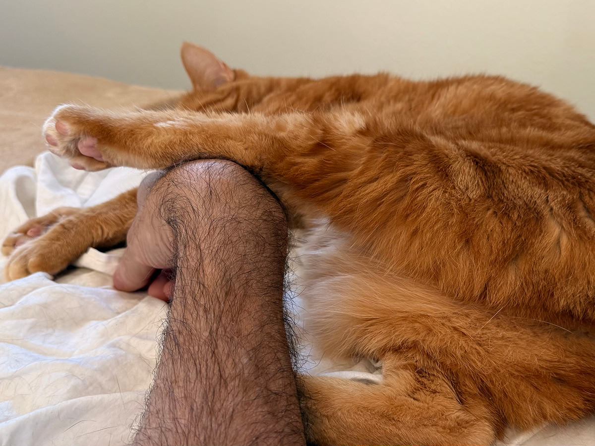 Jenny asleep while I was rubbing her belly.