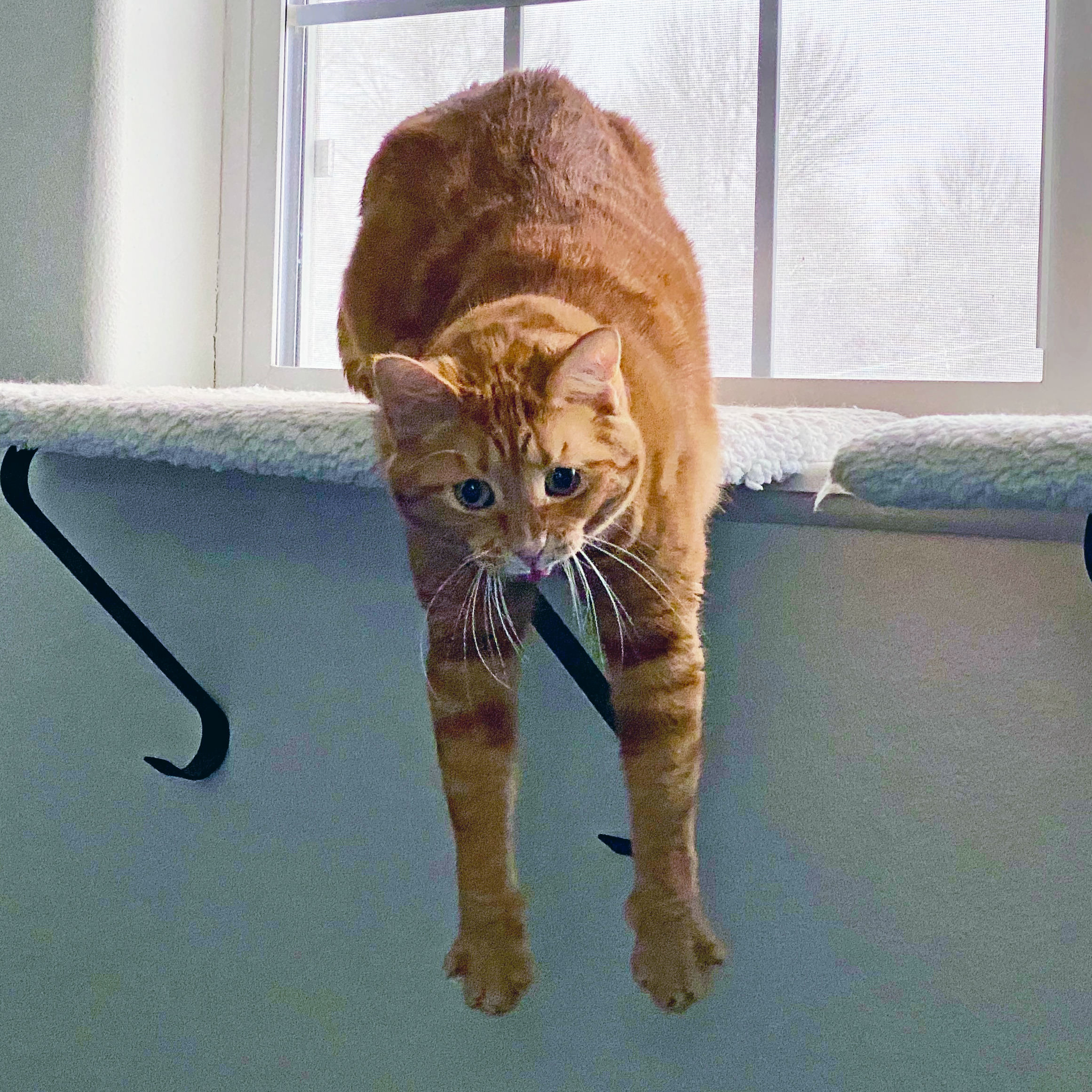Jenny Dangles with her tongue out.