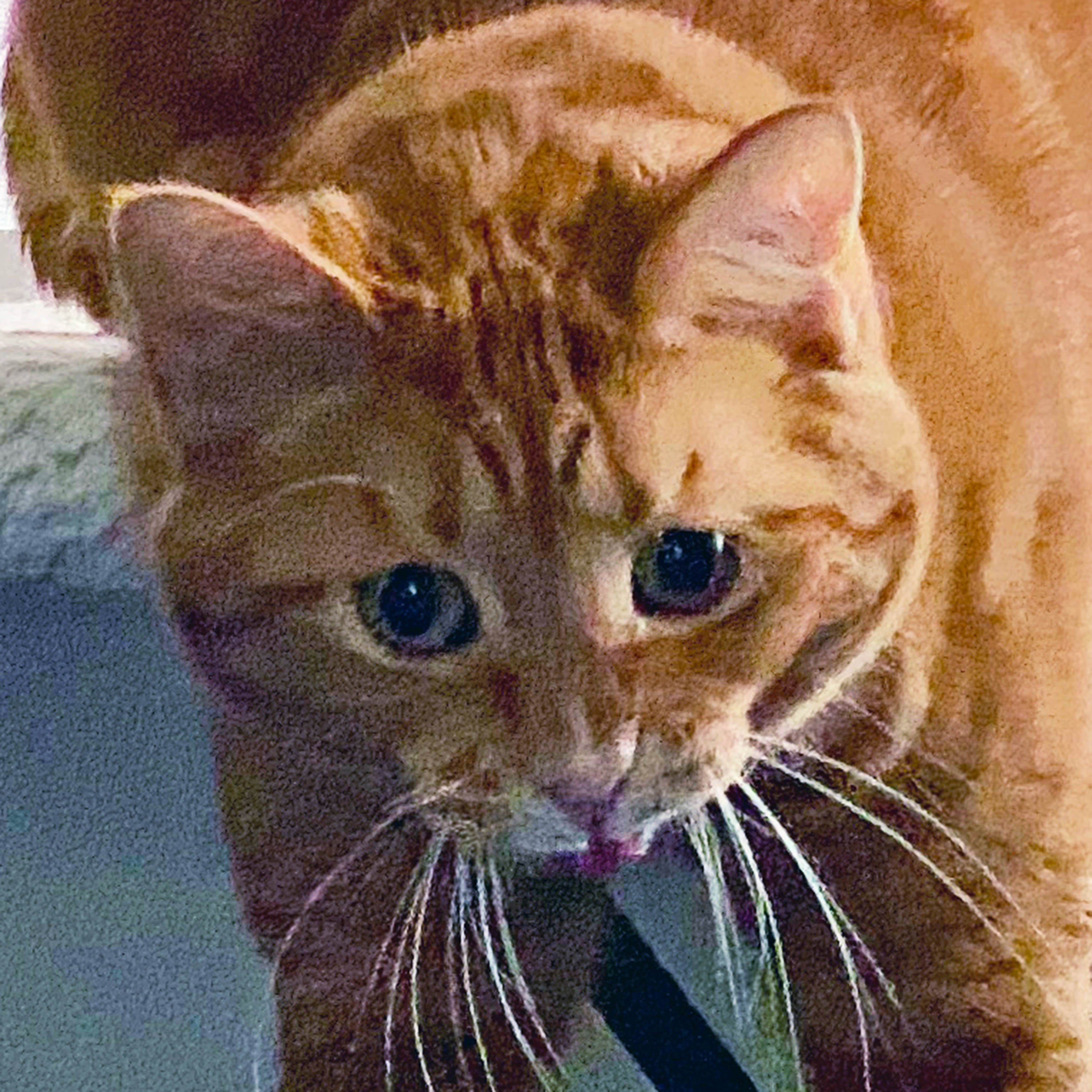 Jenny Dangles with her tongue out.