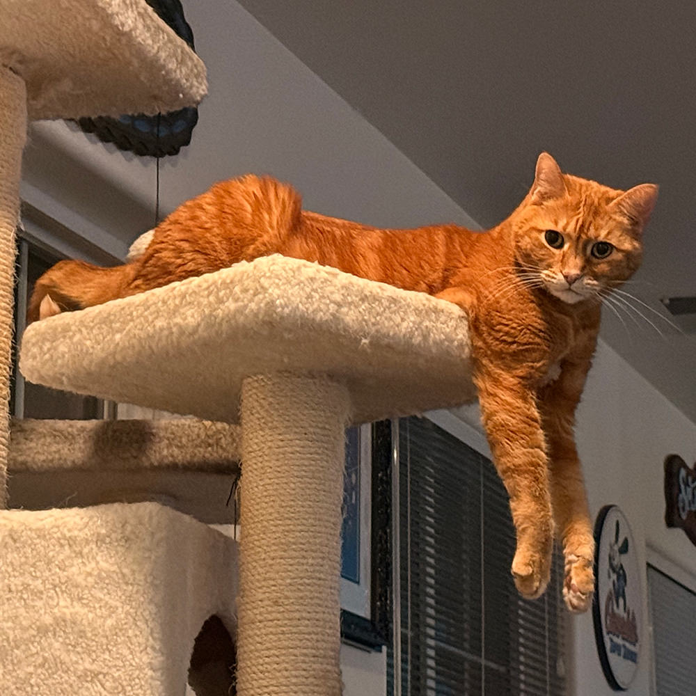 Jenny Dangles off the cat tree.