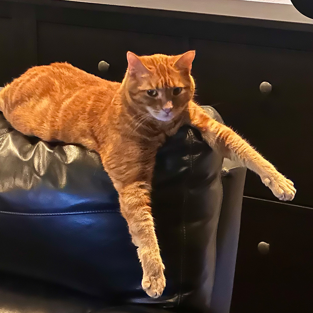 Jenny Dangles off the arm of the couch.