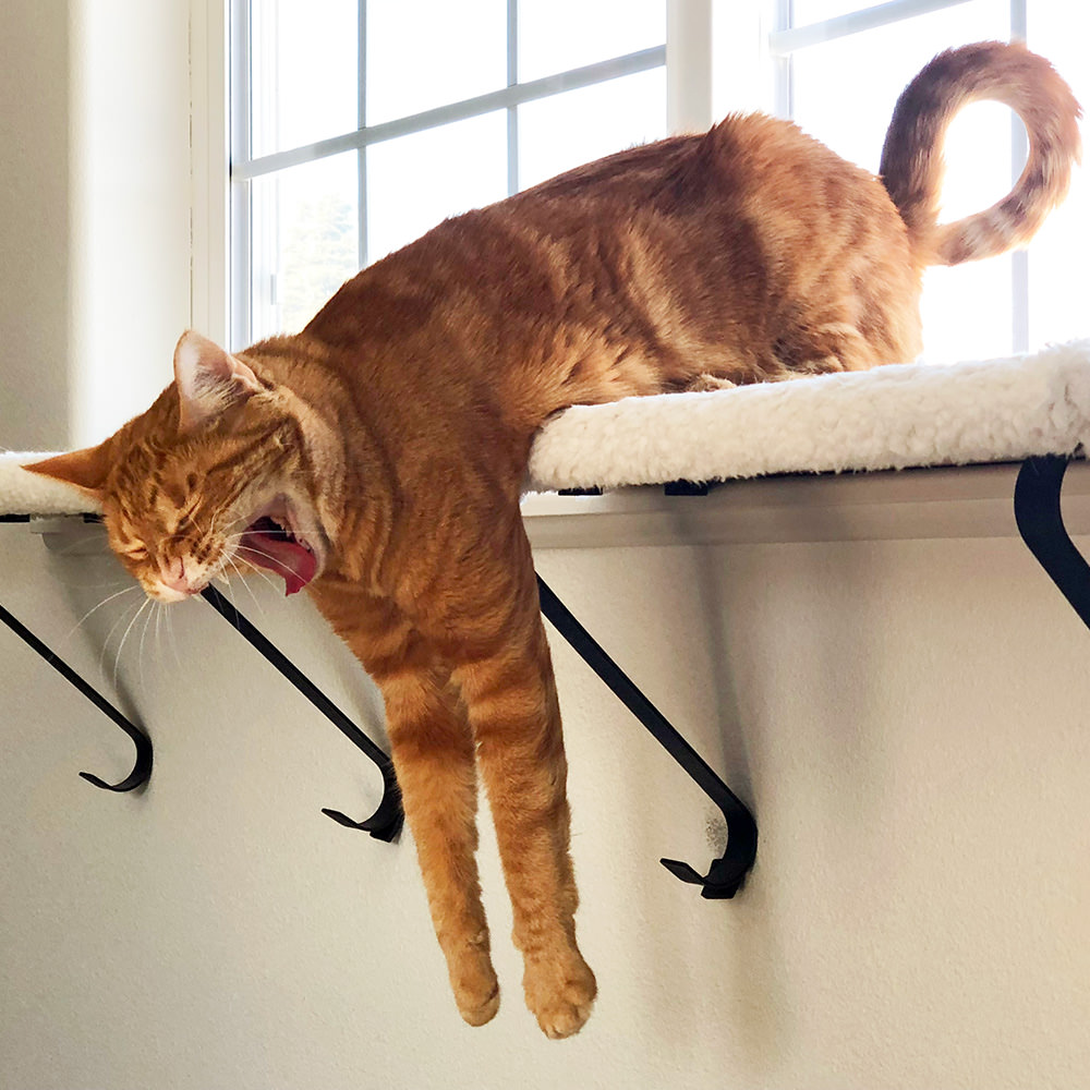 Jenny Dangles while yawning.