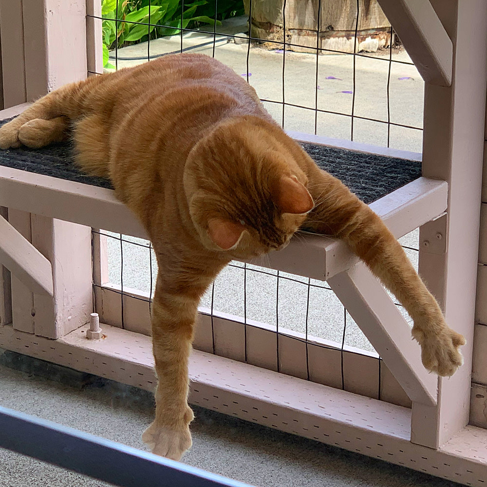 Jenny Dangles from the catio.