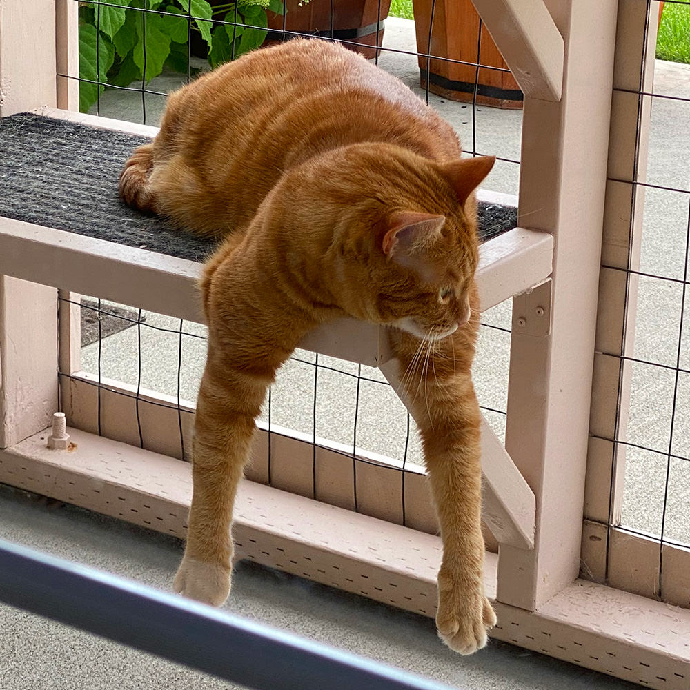 Jenny Dangles while yawning.