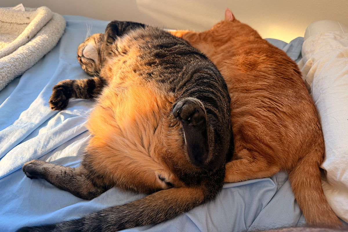 Cats taking a nap!