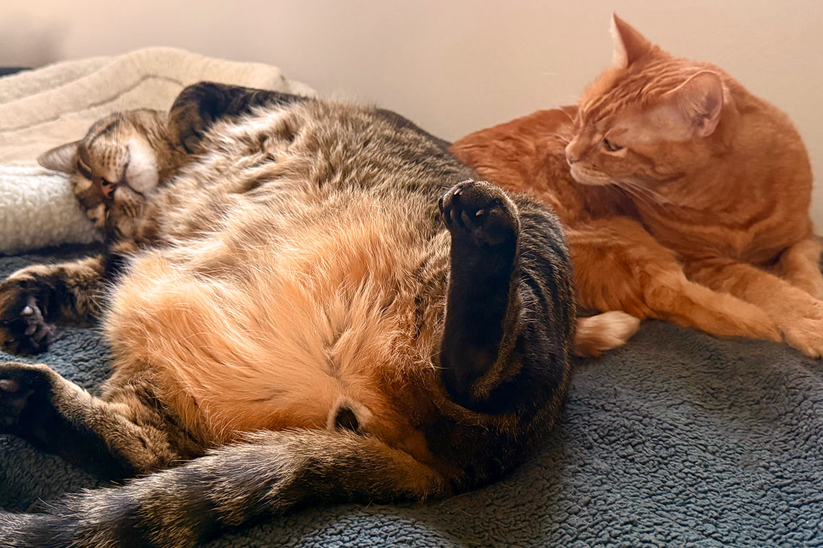 Jake sleeping on Jenny.