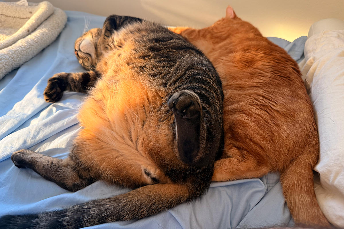 Jake sleeping on Jenny again.