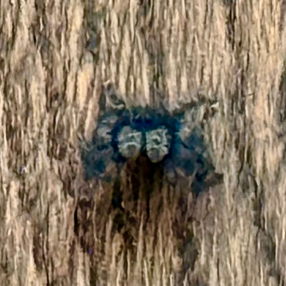 My fuzzy spider roommate.